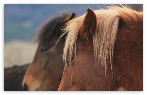 Download Wild Horses Bulgaria UltraHD Wallpaper