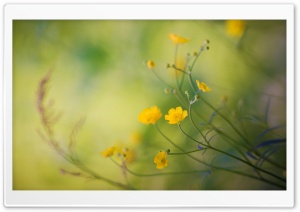 Buttercups Flowers