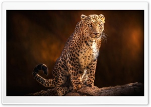 Beautiful Leopard Animal