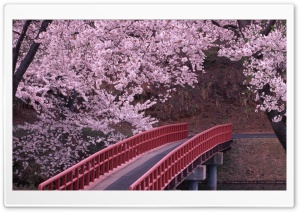 Flowering trees bridge river...
