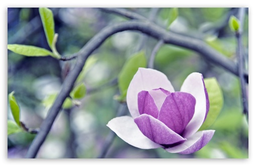 Download Purple Magnolia UltraHD Wallpaper
