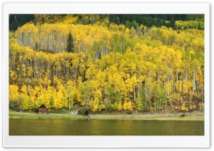 Mountain, Aspen Forest,...