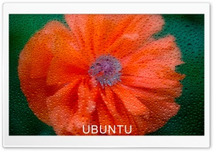 Ununtu