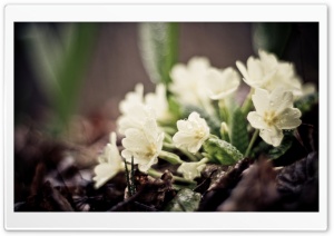 Water Drops On White Flowers