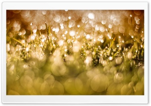Morning Dew Drops On Grass