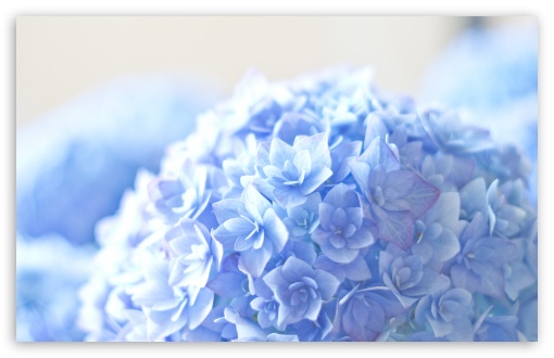 Download Blue Hortensia Flower UltraHD Wallpaper