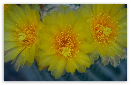 Download Yellow Cactus Flowers UltraHD Wallpaper