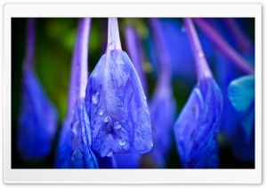 Blue Flower With Raindrops