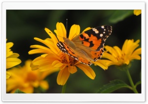 Butterfly Macro, Summer