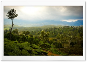 Tea Mountains