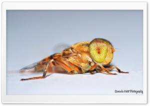 Speckle-eyed Drone Hoverfly...