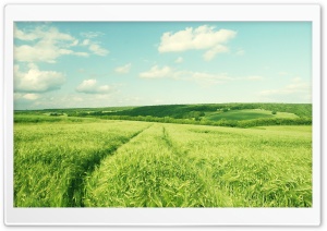Summer Green Wheat Field