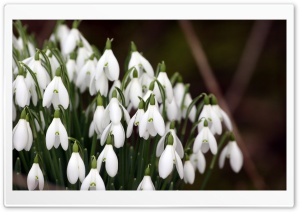 Snowdrops Flowers