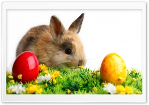 Easter Cute Rabbit