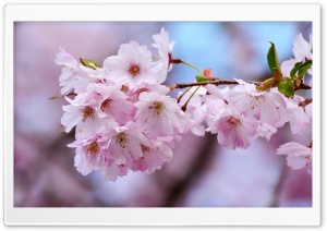 Japanese Cherry Blossom Close-up