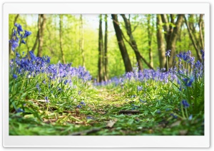 Forest, Path, Bluebells,...