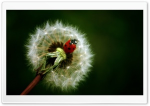 Ladybird On A Dandelion