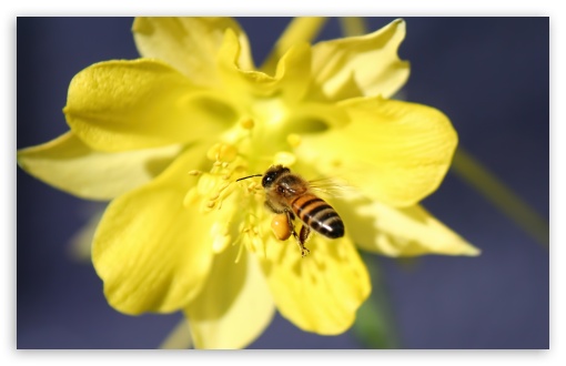 Download Bee Collecting Pollen UltraHD Wallpaper