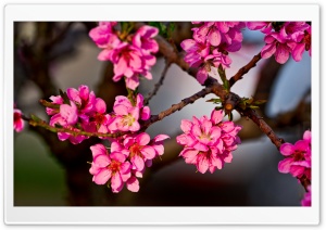 Purple Flowers On A Tree