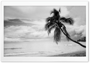 Coconut Tree Black and White
