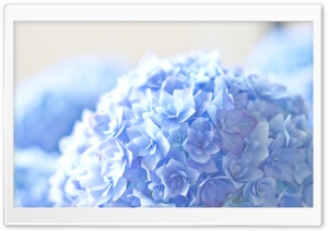 Blue Hortensia Flower