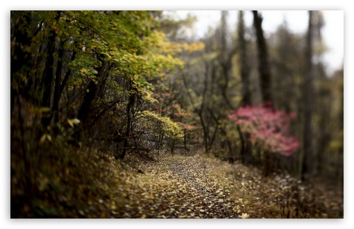Download Forest Footpath UltraHD