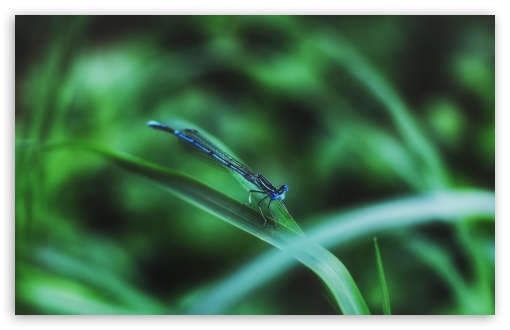 Download Dragonfly UltraHD Wallpaper