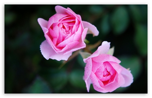 Download Two Pink Roses UltraHD Wallpaper