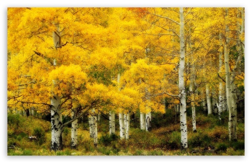 Download Yellow Birch, Autumn UltraHD Wallpaper