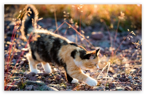 Download Playful Calico Kitten UltraHD Wallpaper