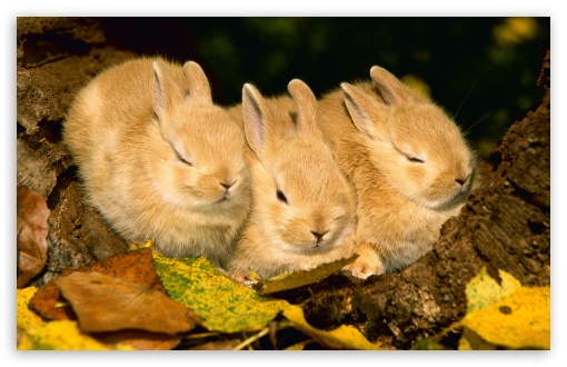 Download Cute Golden Rabbits UltraHD Wallpaper
