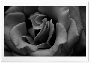 Rose Monochrome