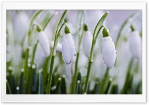 Snowdrops