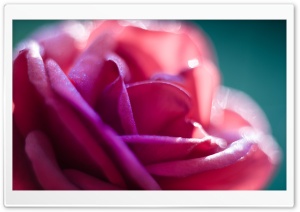 Pink Rose Flower Macro