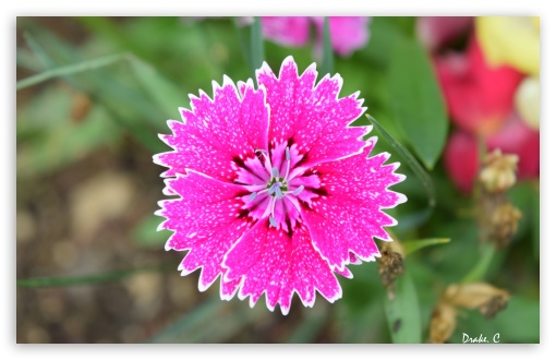 Download Beautiful Flower UltraHD Wallpaper
