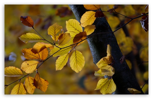 Download Tree Leaves, Autumn UltraHD Wallpaper