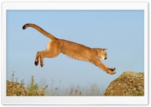 Leaping Cougar Montana