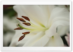 White Lily Flower Macro