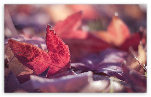 Download Red Leaves, Autumn UltraHD Wallpaper