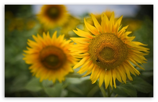 Download Beautiful Sunflowers UltraHD Wallpaper