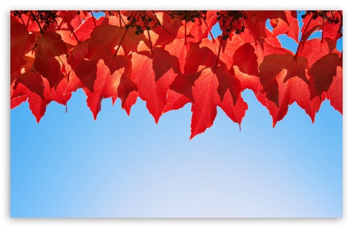 Download October Leaves UltraHD Wallpaper