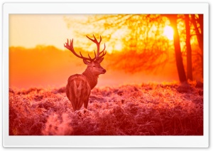 Deer Under The Sunset Warm...
