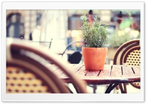 Plant On A Cafe Table