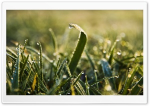 Morning Dew Macro