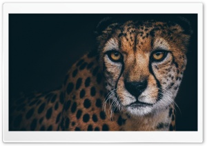 Beautiful Cheetah Animal