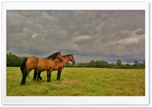 Beautiful Latvian horses.