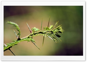 Acacia Thorn