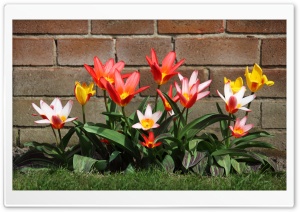 Spring Garden Tulips