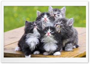 Fluffy Kittens