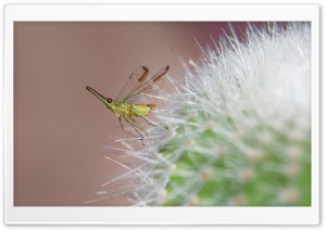 Insect on Cactus
